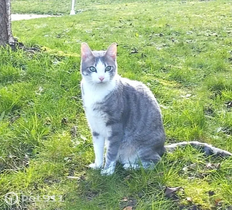 Chat disparu Garçon (fl507792) - photo