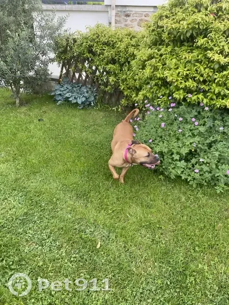 Chien trouvé Garçon, Le Plessis-Trévise (ff507795) - photo