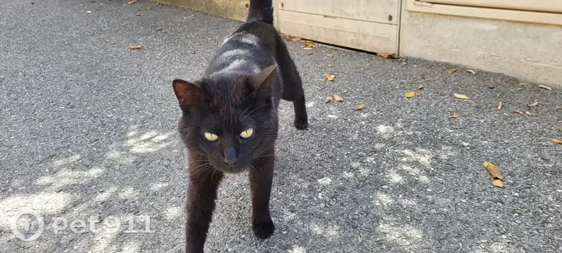 Chat trouvé, Marseille Bompard (ff507803) - photo