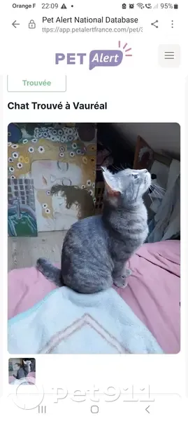 Chat trouvé Fille (ff507682) - photo