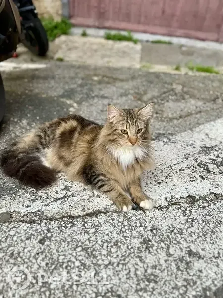Chat disparu Garçon, L'Arbresle (fl507815) - photo