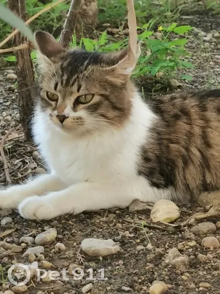 Chat trouvé Fille, Montpellier (ff507818) - photo