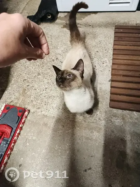 Chaton siamois câlin trouvé à Muzillac - photo