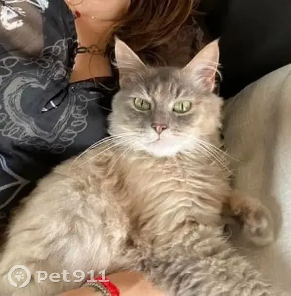 Chatte perdue à Gagny - photo