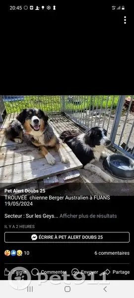 Chiens perdus: Collie et Berger - photo