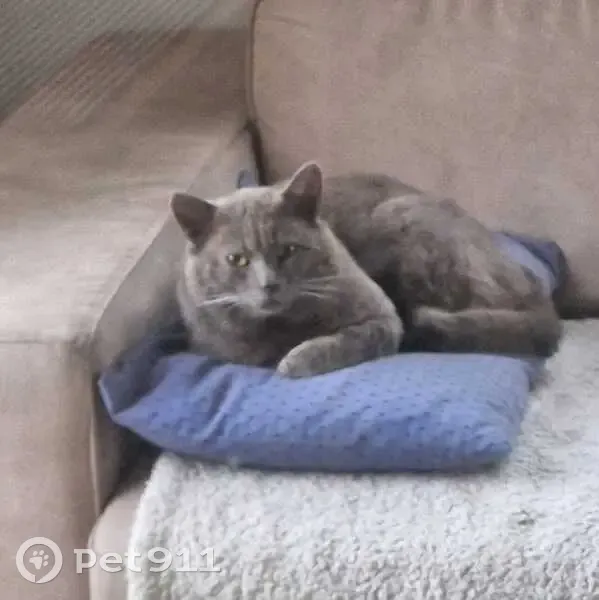 Chat gris européen trouvé à La Crau - photo