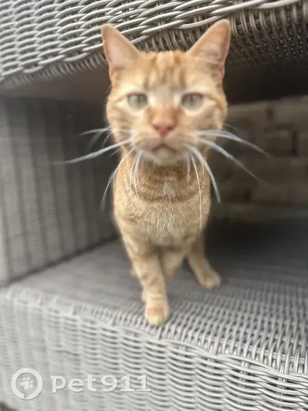 Pipo, chat roux perdu à Berstett - photo