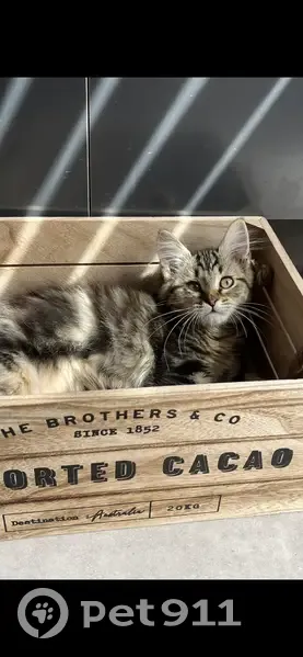 Chatte Minette perdue à Angers - photo