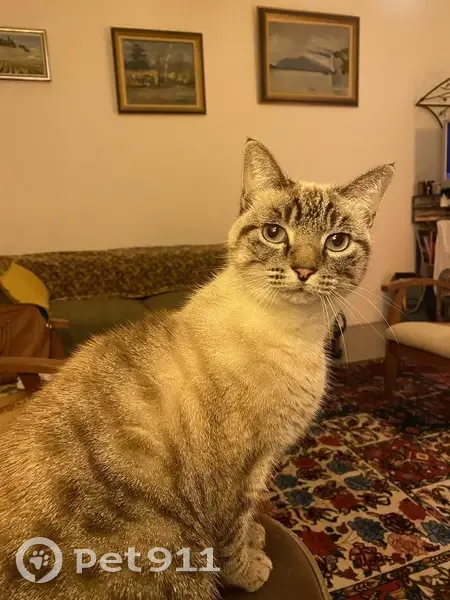 Chatte craintive disparue à Chambéry - photo