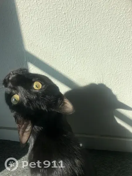 Chat noir perdu, tache blanche - photo