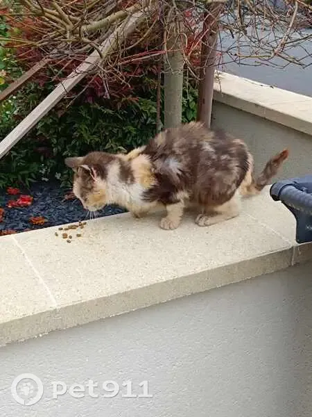 Chat retrouvé à Barbeville - photo
