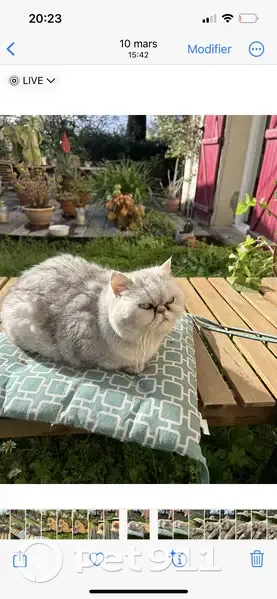 Chatte exotique perdue à Cannes - photo