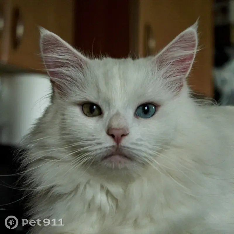 Chat blanc perdu à Chavigny - photo