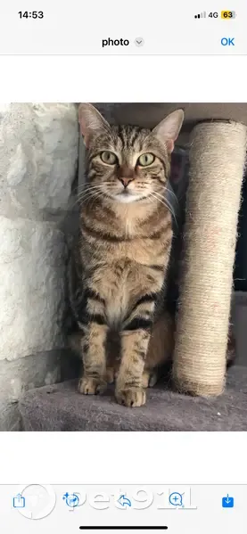 Chatte tigrée perdue à Moncaut - photo