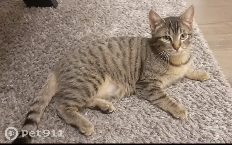 Chaton tigré perdu à Cessy - photo