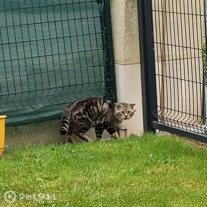 Chat errant non castré à Trégueux - photo