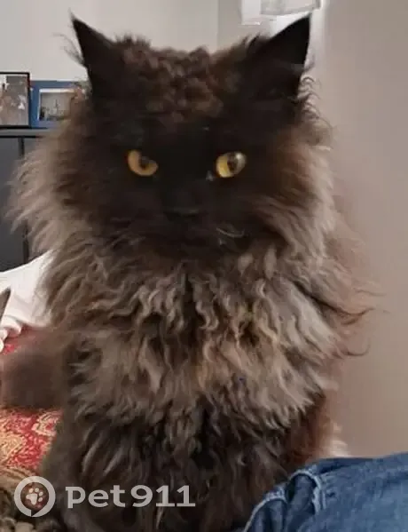 Chat Obi-Wan Perdu - Mérignac - photo