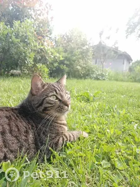 Chat Paillette perdu à Terssac - photo