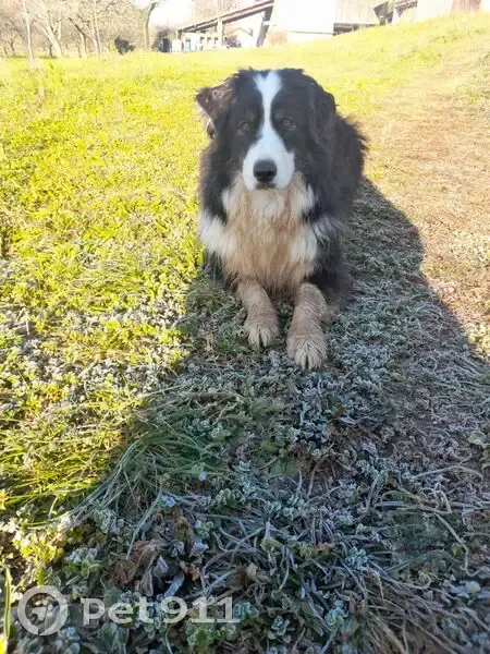 Chien perdu: Berger mixte blanc/noir - photo