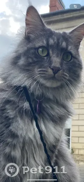 Chat gris perdu à Compiègne - photo