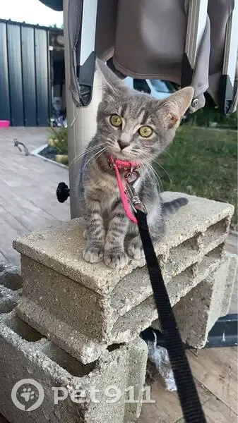 Chatte grise perdue à Vernon - photo