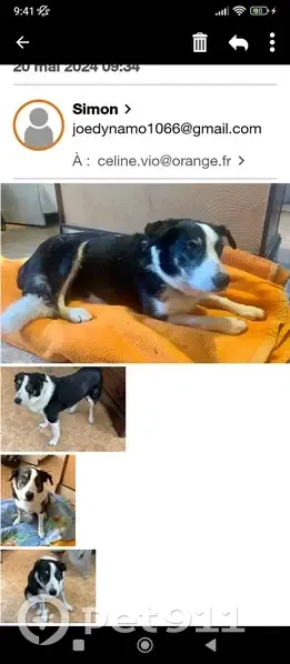 Chien âgé noir et blanc trouvé - photo