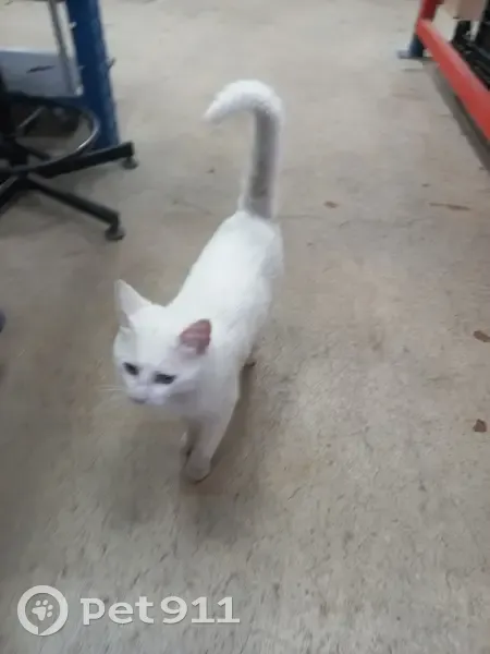 Chat blanc aux yeux verts trouvé - photo