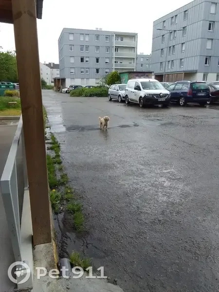 Chien frisé beige perdu à Lanester - photo