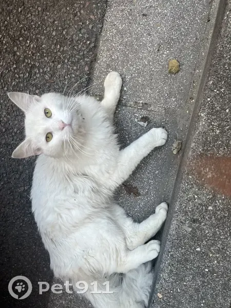 Chat blanc perdu, collier rouge - photo
