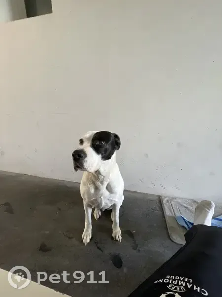 Chienne perdue à Ramonville - photo