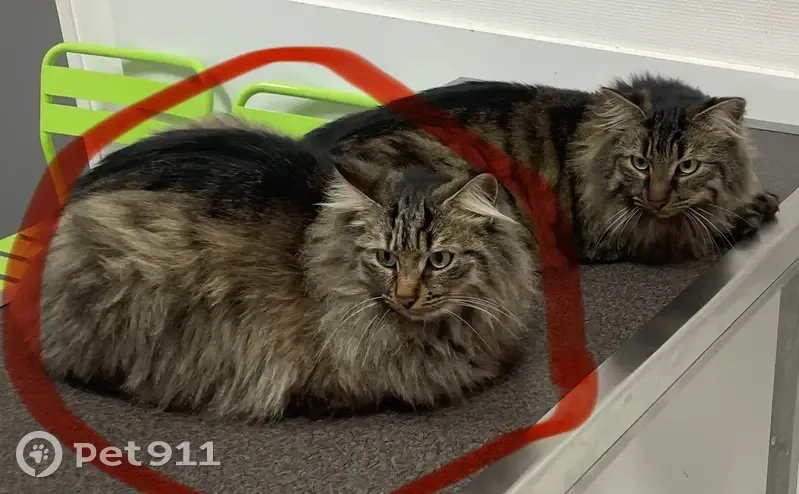 Socrate, chat tigré perdu - photo
