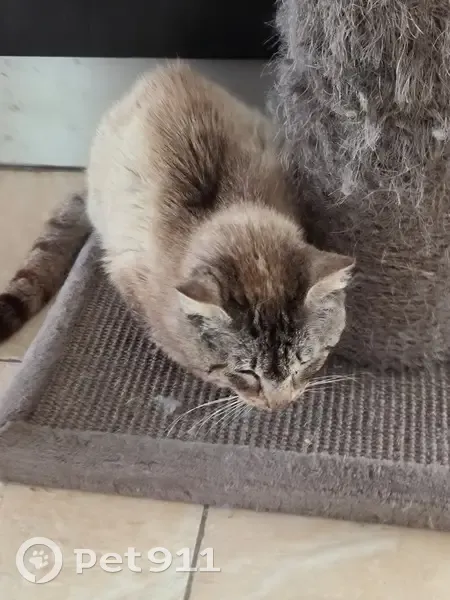 Chat blessé beige trouvé à Cadaujac - photo
