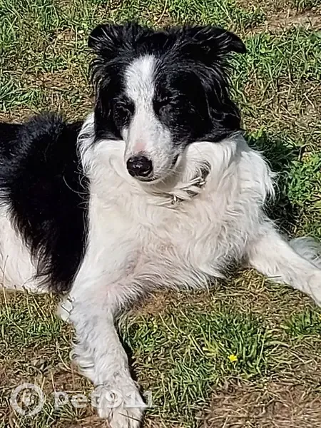 Chien Border Collie perdu à Arras - photo