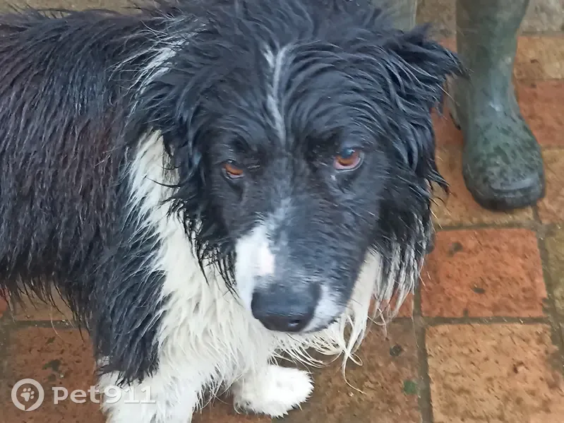 Border Collie trouvé à Rouessé - photo