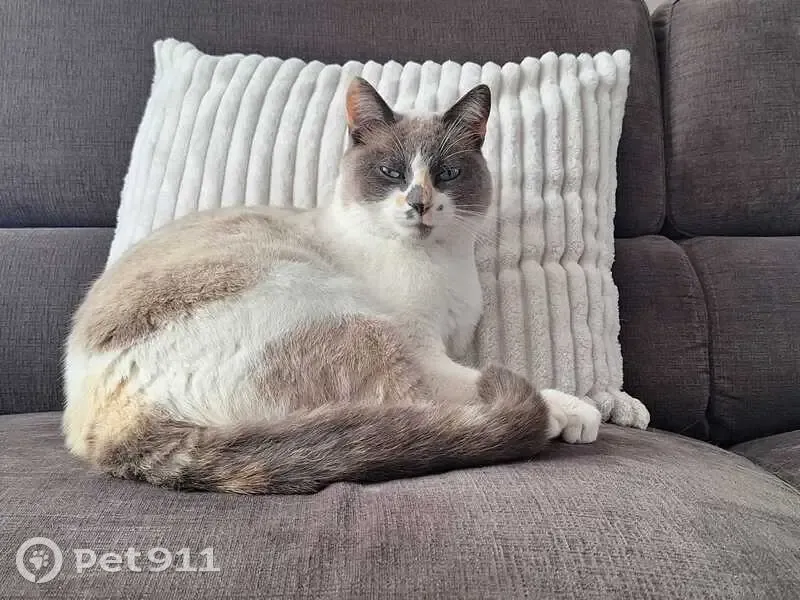 Chatte siamoise Tamaya perdue - photo