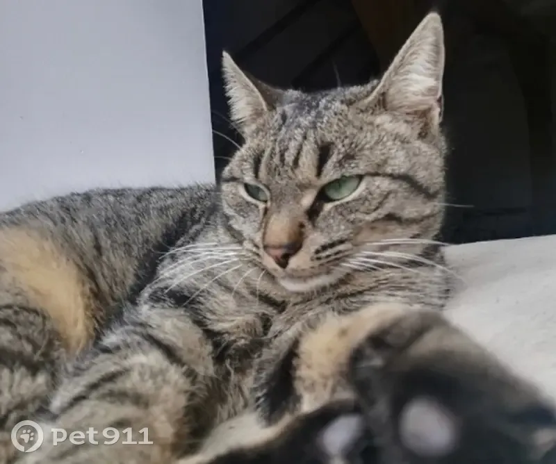 Chatte aux yeux verts disparue - photo