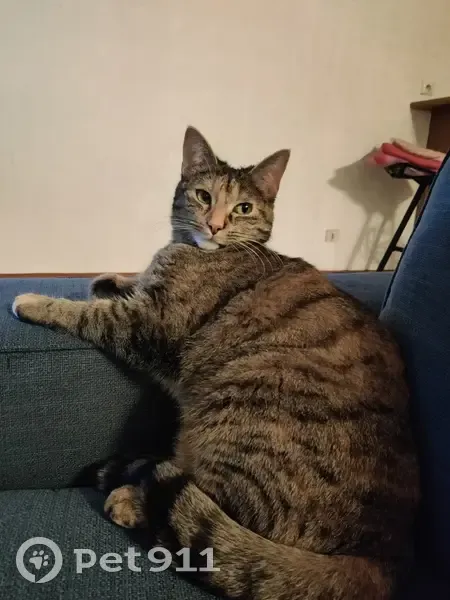 Chatte tigrée perdue à Eteaux - photo