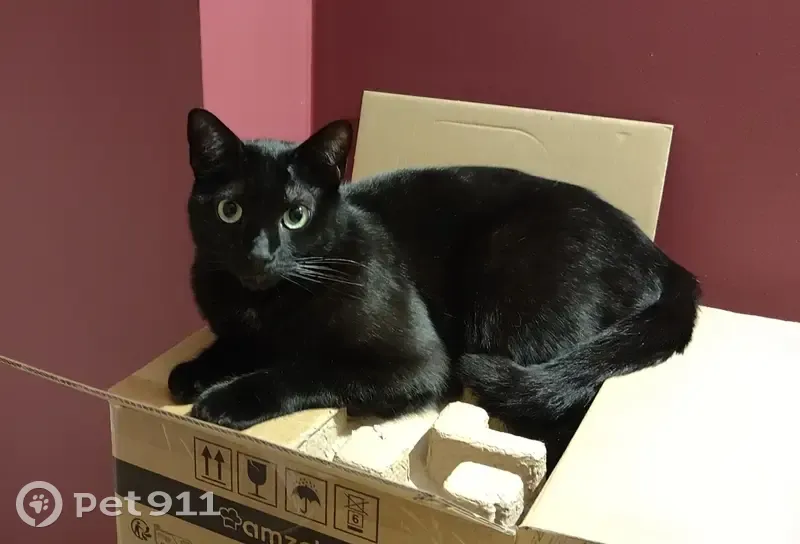 Chat noir perdu à Pontoise - photo
