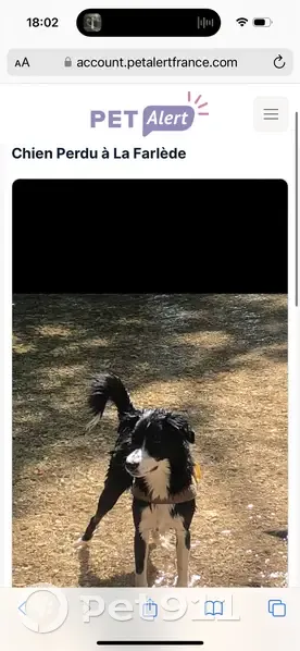Nouchka, chienne perdue à La Farlède - photo