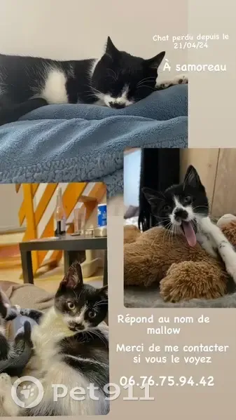 Chat noir et blanc perdu à Samoreau - photo