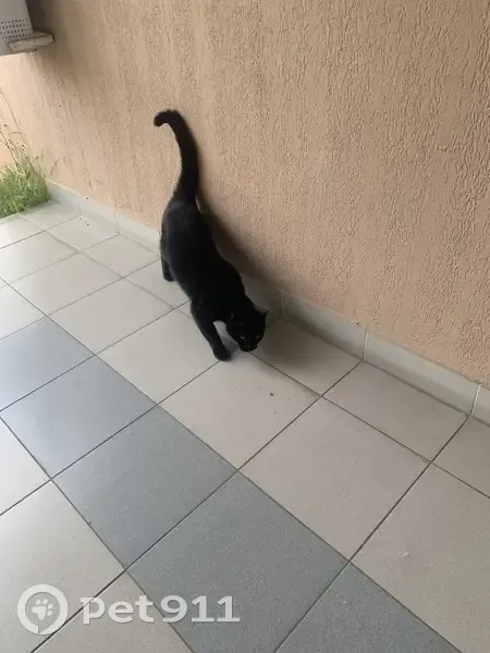Chat noir trouvé près hôpital - photo