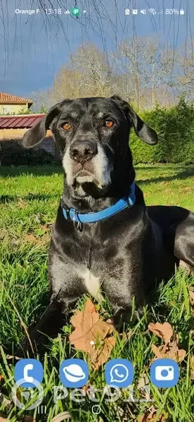 Chien Dylan perdu à Villeneuve - photo