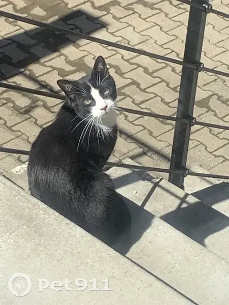 Chatte en chaleur trouvée à Heyrieux - photo