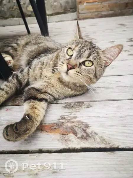 Chatte tigrée perdue à Aÿ - photo