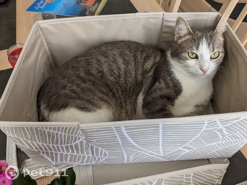 Chat tigré perdu à Neuilly-Crimolois - photo