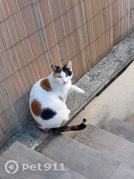 Chatte Prunelle perdue à Houilles - photo