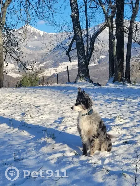 Border Collie perdu à Curienne - photo