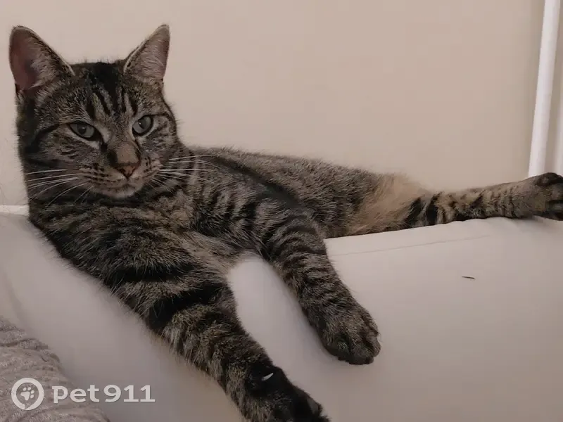 Chatte Mia perdue à Bézenet - photo