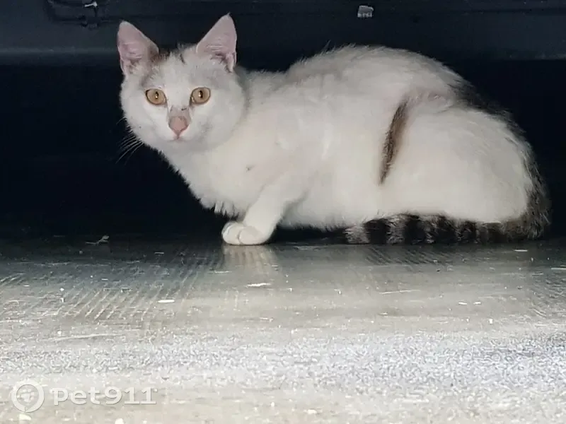 Chat blanc-gris perdu à Bardos - photo
