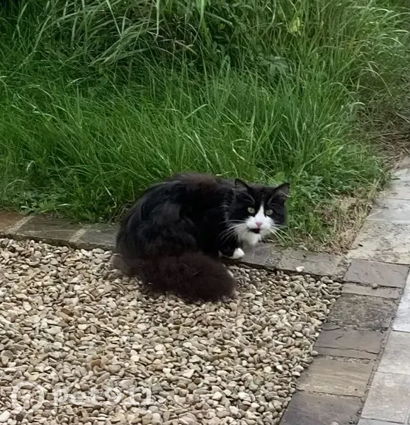 Chat noir et blanc perdu - photo
